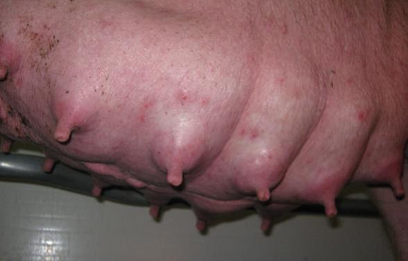 Bầu vú heo nái căng tròn, hồng hào là đạt tiêu chuẩn