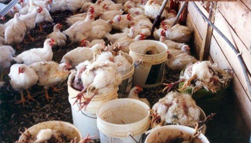 Bệnh dễ phát sinh trong điều kiện thiếu vệ sinh chuồng trại