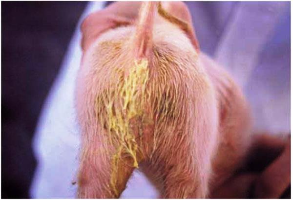 Bệnh cầu trùng ở lợn gây tiêu chảy