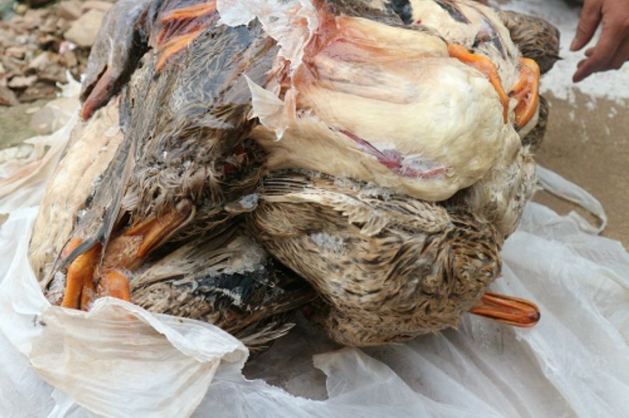 Bệnh cúm vịt - ảnh hưởng nhiều tới đàn vịt con