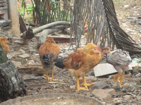 Bệnh đầu đen gây sưng tím đầu gà