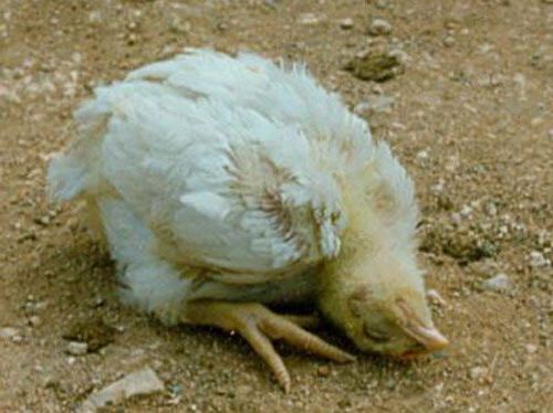 Bệnh gà ủ rũ do vi khuẩn Newcastle