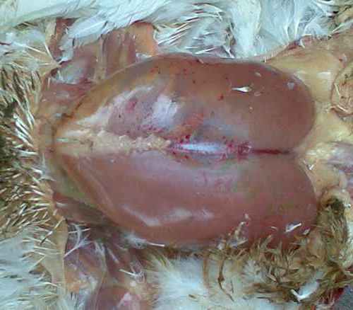 bệnh Gumboro ở gà