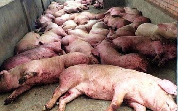 Bệnh Lepto gây thiệt hại cho cả đàn lợn
