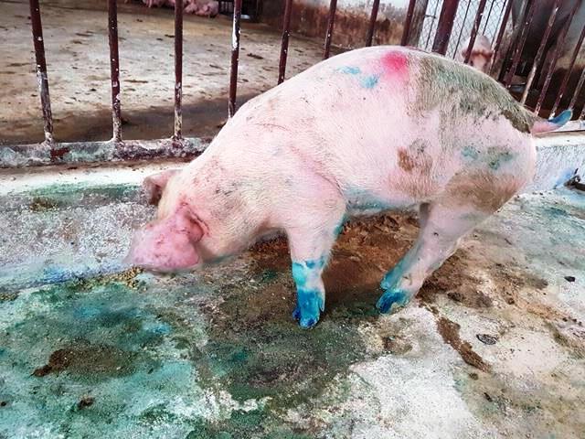 Lợn mắc lở mồm long móng di chuyển khó khăn