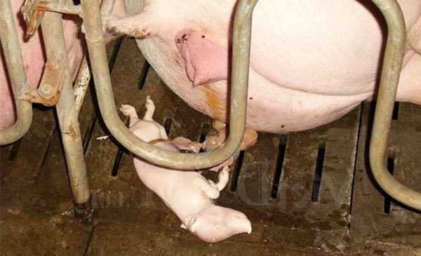 Bệnh sẩy thai là bệnh nguy hiểm nhất với heo nái