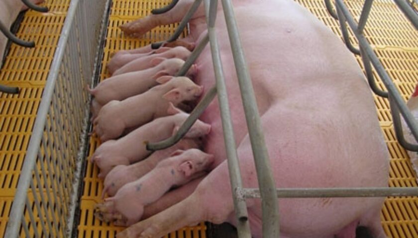 benh-thuong-gap-heo-nai-2