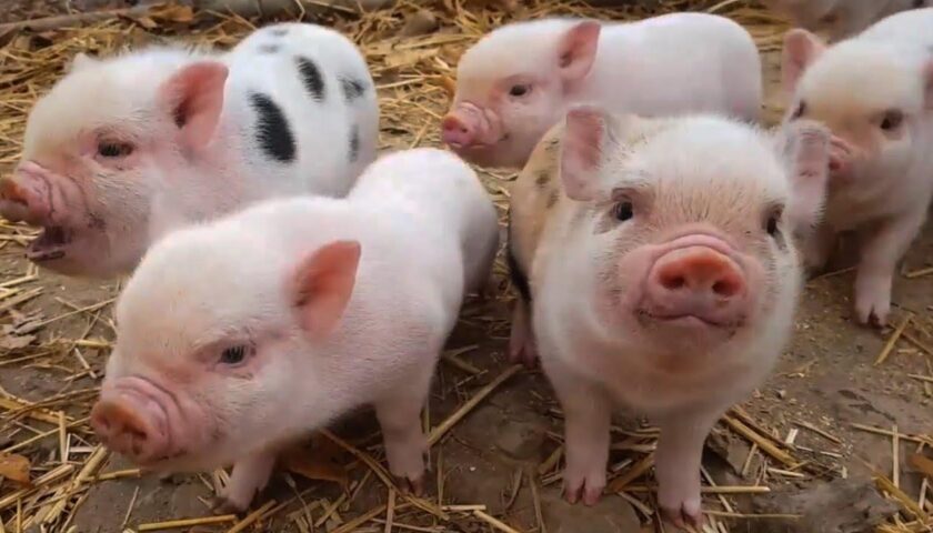 Bệnh thường gặp ở Lợn con mới đẻ