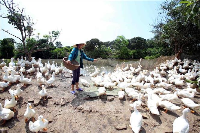 các bệnh thường gặp ở vịt