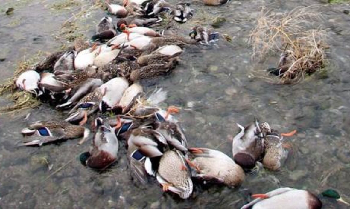 benh-tu-huyet-trung-vit-2