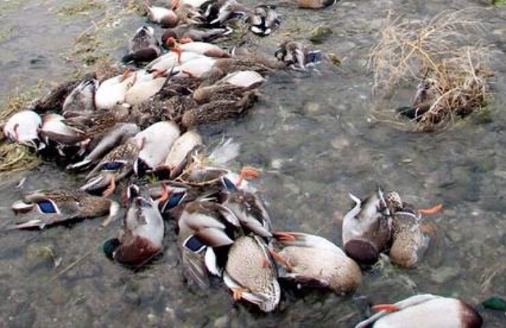 benh-tu-huyet-trung-vit-2