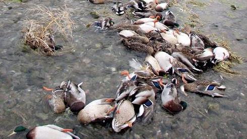 Bệnh tụ huyết là một trong số các bệnh thường gặp ở vịt