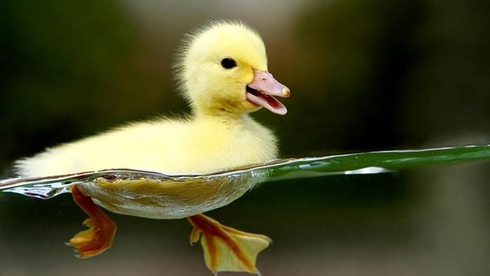 Bổ sung dinh dưỡng giúp vịt con lớn nhanh, khỏe mạnh