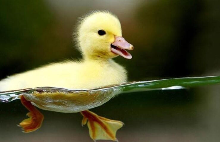 bo-sung-dinh-duong-cho-vit-con-nhanh-lon-2