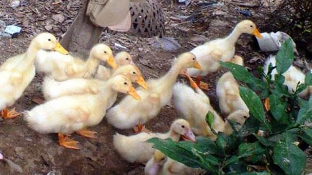 Bổ sung rau xanh cho vịt con sau 4 ngày tuổi