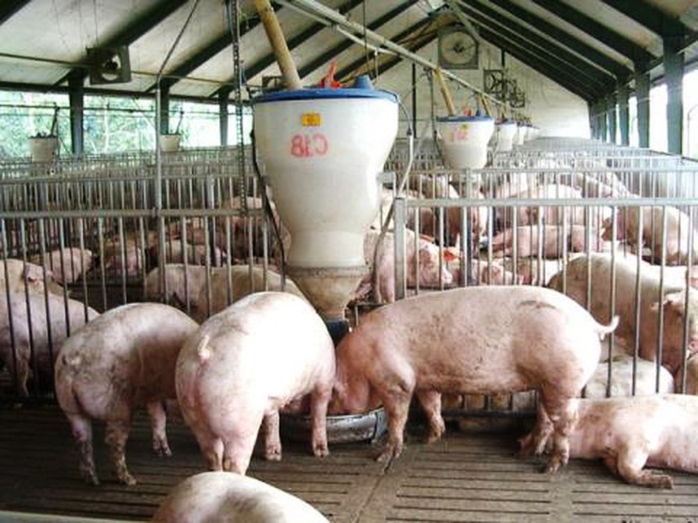 Cách Cho Heo ăn hiệu quả