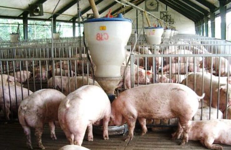 cach-cho-heo-an-hieu-qua-2