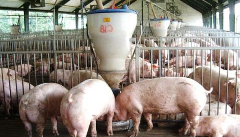 cach-cho-heo-an-hieu-qua-2