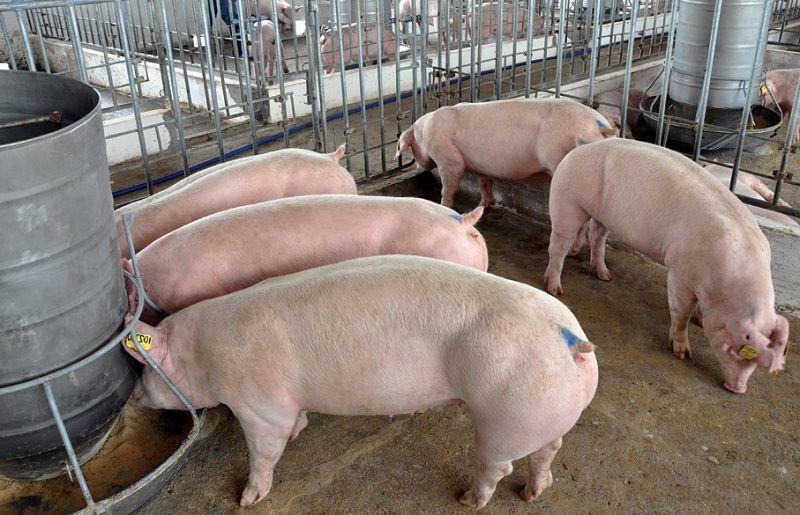 Cách tính Lượng thức ăn cho Heo