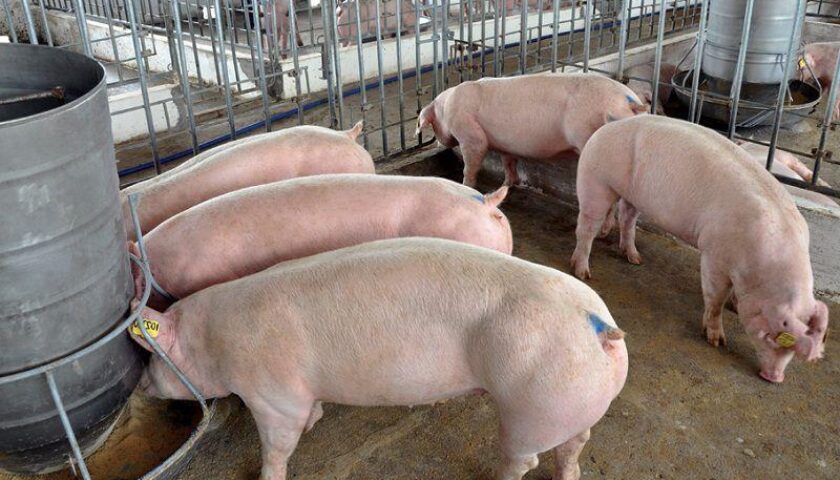 cach-tinh-luong-thuc-an-cho-heo-2