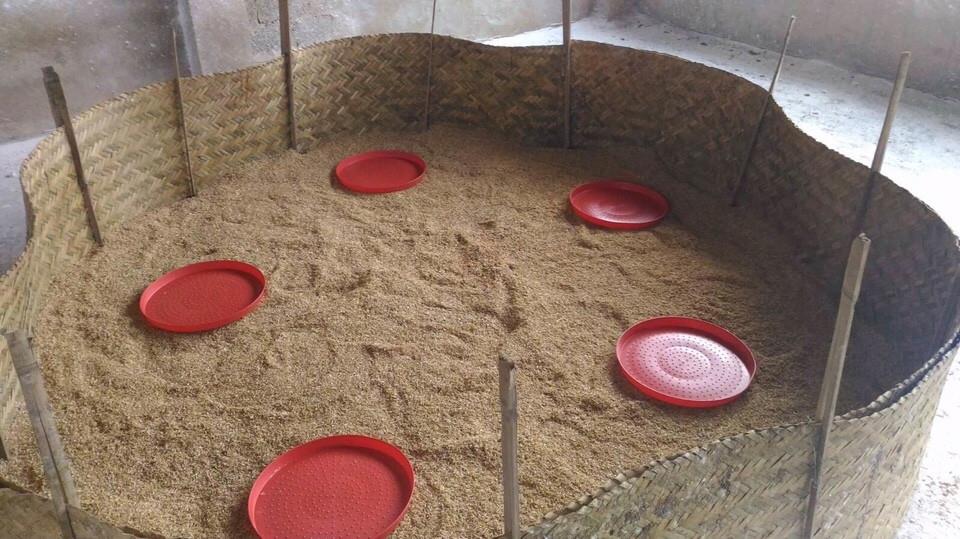 Chất độn lót chuồng úm gà hiệu quả nhất là mùn cưa và vỏ trấu