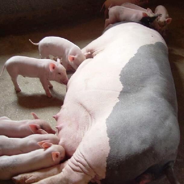 cho-heo-nai-an-gi-de-co-nhieu-sua-2