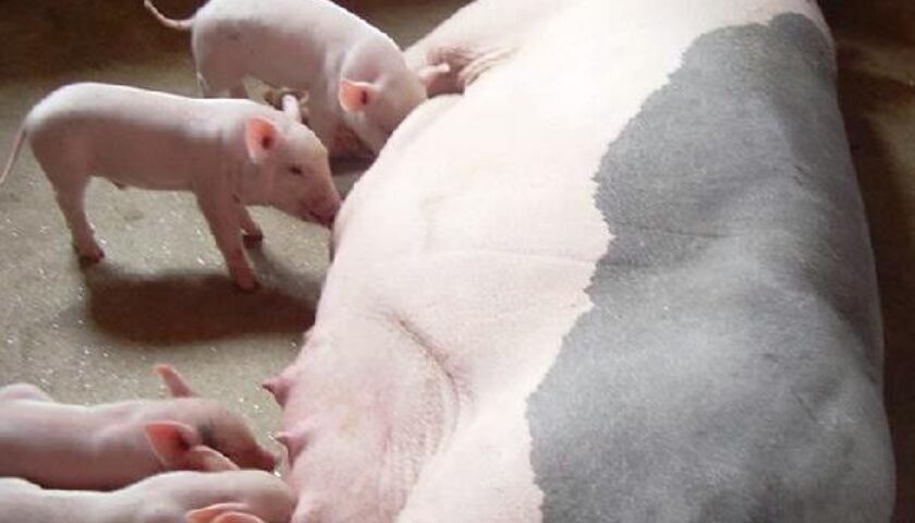 cho-heo-nai-an-gi-de-co-nhieu-sua-2