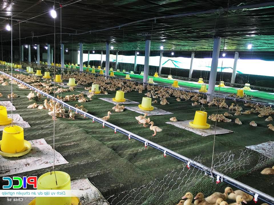 Chuồng nuôi vịt được xây dựng kiên cố