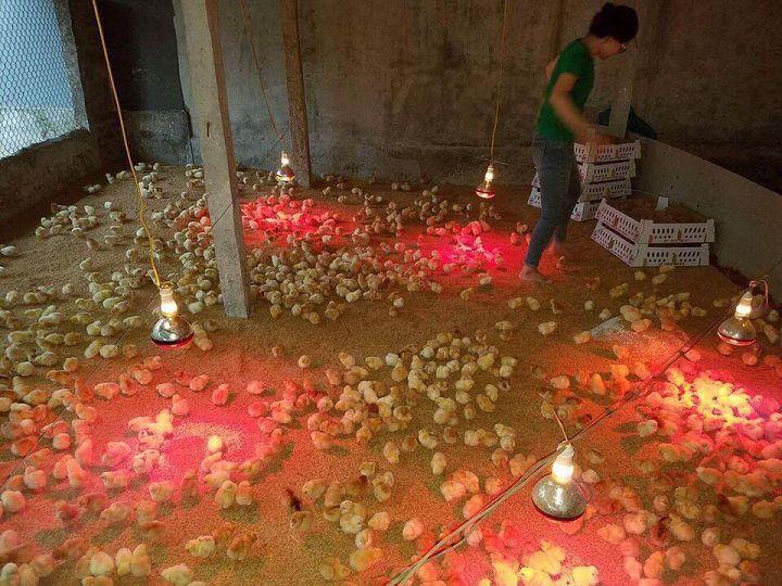  Đèn hồng ngoại giúp diệt khuẩn và duy trì nhiệt độ chuồng úm