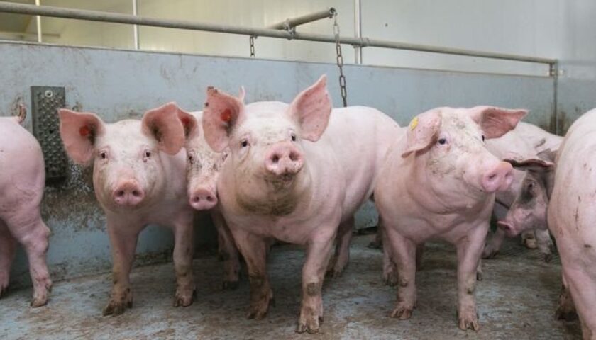 dich-ta-lon-chau-phi-ha-noi