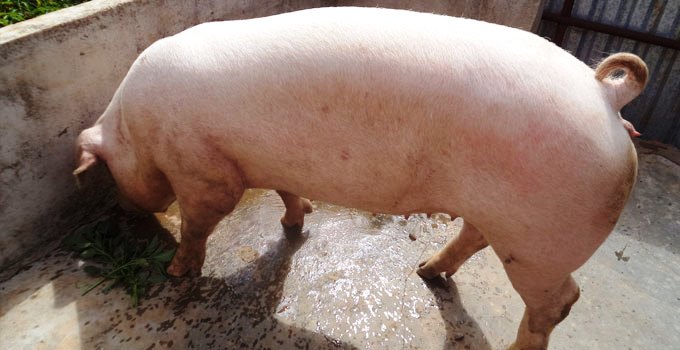 Bệnh tiêu chảy dễ lây lan trên đàn lợn thịt