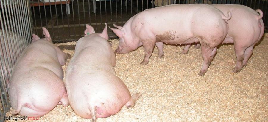 Điều trị Heo bỏ ăn hiệu quả