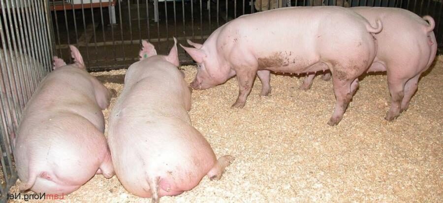 dieu-tri-heo-bo-an-hieu-qua-2