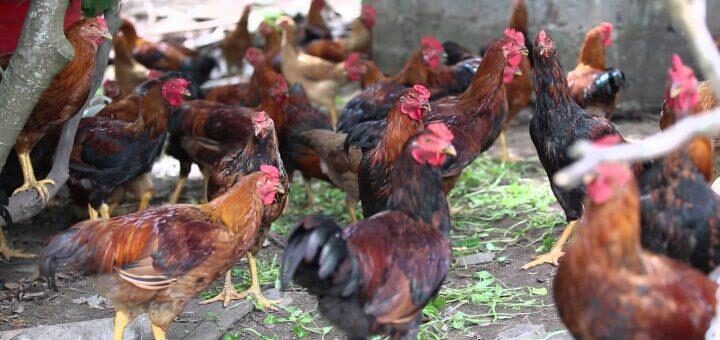 ga-thit-khoe-manh-khong-can-dung-thuoc-tang-trong-cho-ga-2