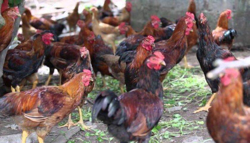 ga-thit-khoe-manh-khong-can-dung-thuoc-tang-trong-cho-ga-2