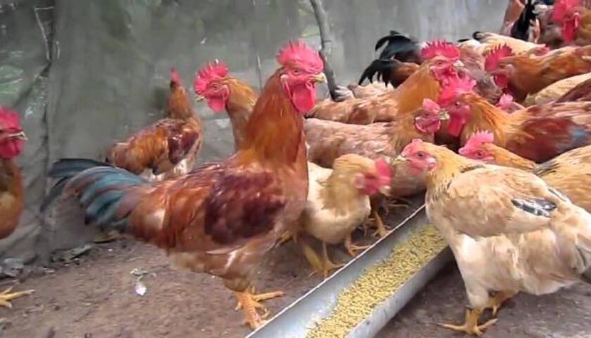 Máng ăn của gà luôn phải đảm bảo vệ sinh