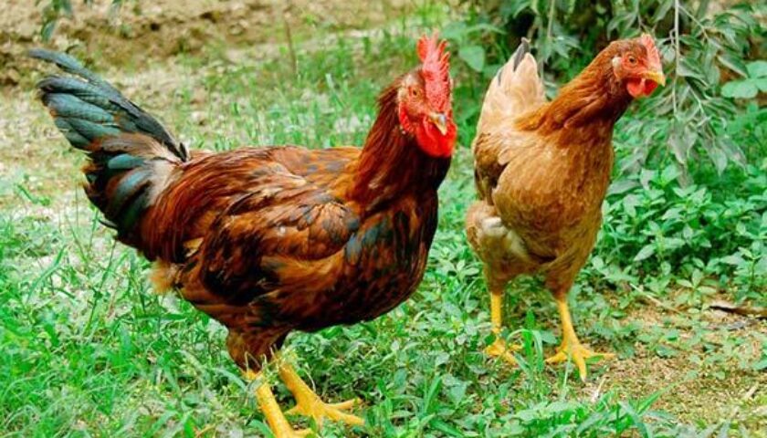 Kỹ thuật nuôi Gà thịt có ngoại hình lớn và cân đối