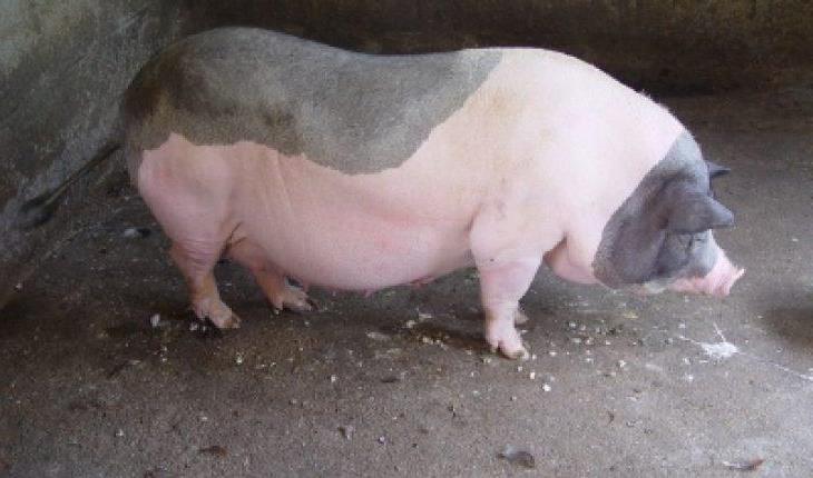 Kỹ thuật chăm nuôi heo nái tập trung trong giai đoạn mang thai