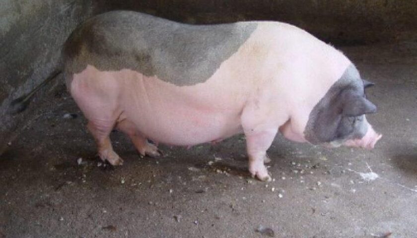 ky-thuat-nuoi-heo-nai-theo-giai-doan-2