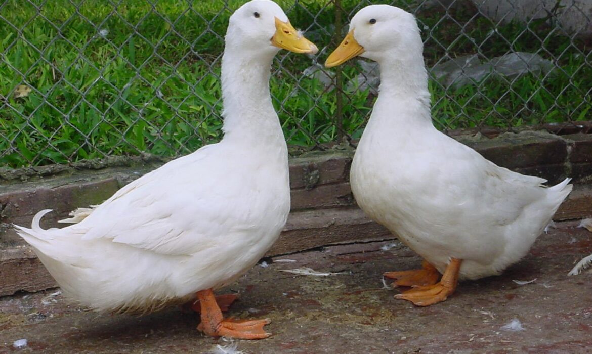 Kỹ thuật nuôi Vịt siêu thịt đem lại lợi nhuận kinh tế cao