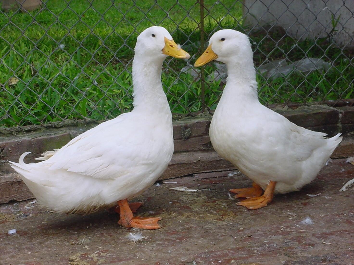 ky-thuat-nuoi-vit-sieu-thit-2