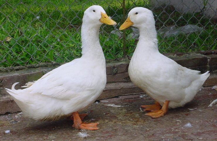 ky-thuat-nuoi-vit-sieu-thit-2