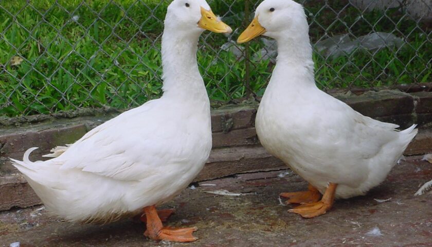 ky-thuat-nuoi-vit-sieu-thit-2