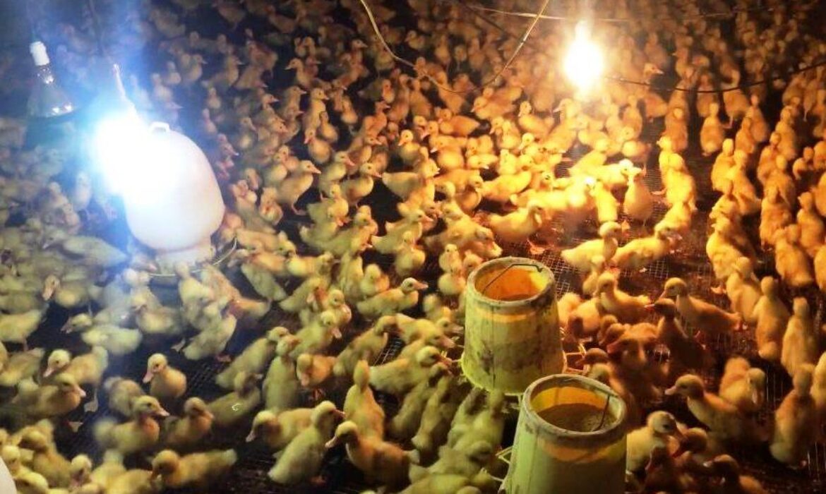 ky-thuat-um-vit-con-hieu-qua-2