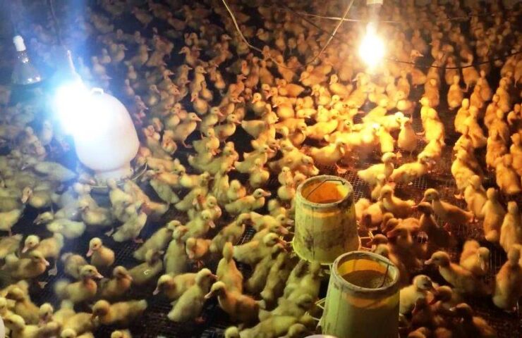 ky-thuat-um-vit-con-hieu-qua-2