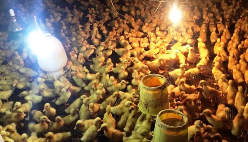 ky-thuat-um-vit-con-hieu-qua-2