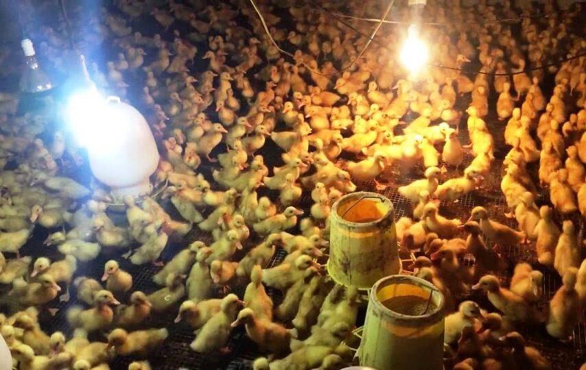 ky-thuat-um-vit-con-hieu-qua-2