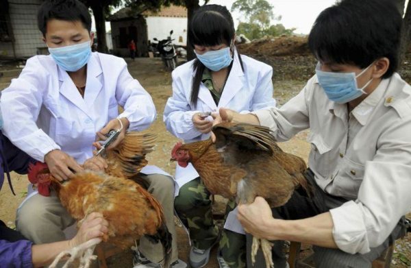 lich-tiem-phong-vac-xin-cho-ga-thit