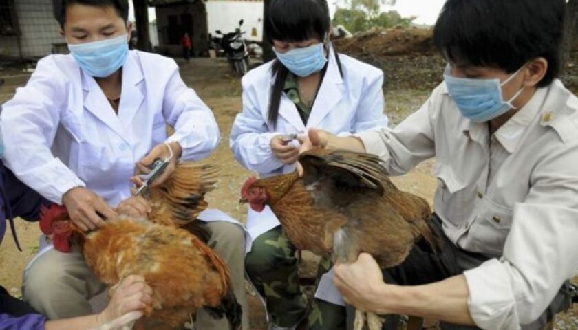 lich-tiem-phong-vac-xin-cho-ga-thit