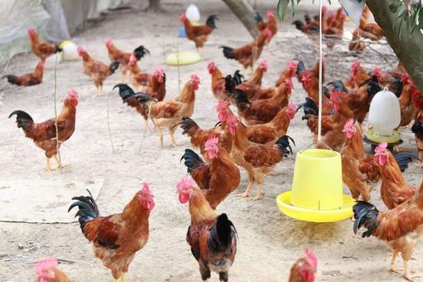 máng ăn cho gà thả vườn